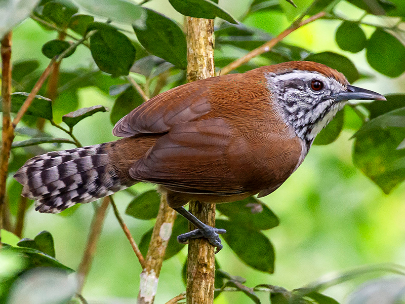 Colombian Wren, Pheugopedius columbinas, Cucarachero Jaspeado