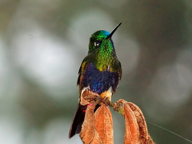 Colorful Puffleg, Trochilidae, Eriocnemis mirabilis, Calzoncitos de Munchique