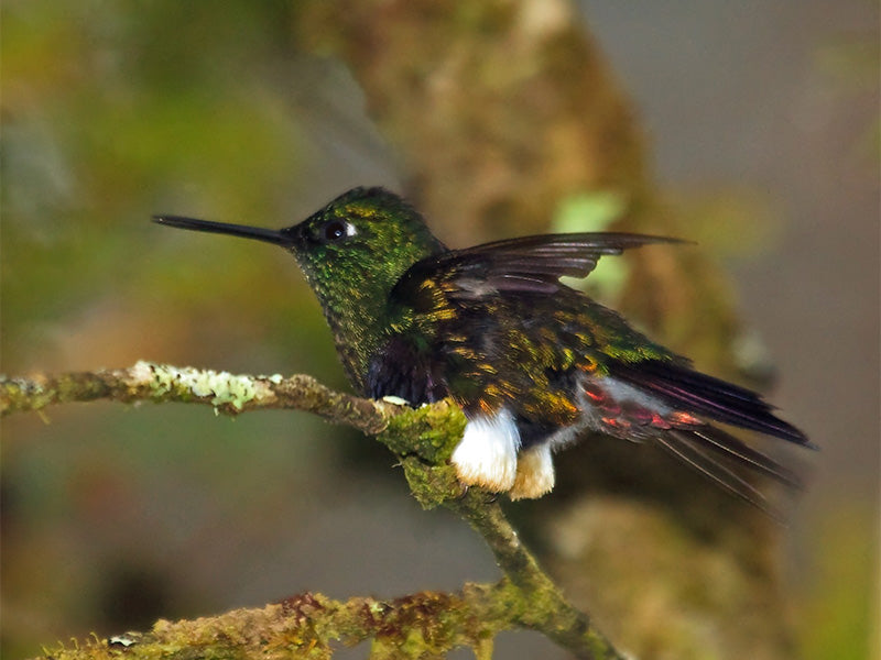 Colorful Puffleg, Trochilidae, Eriocnemis mirabilis, Calzoncitos de Munchique