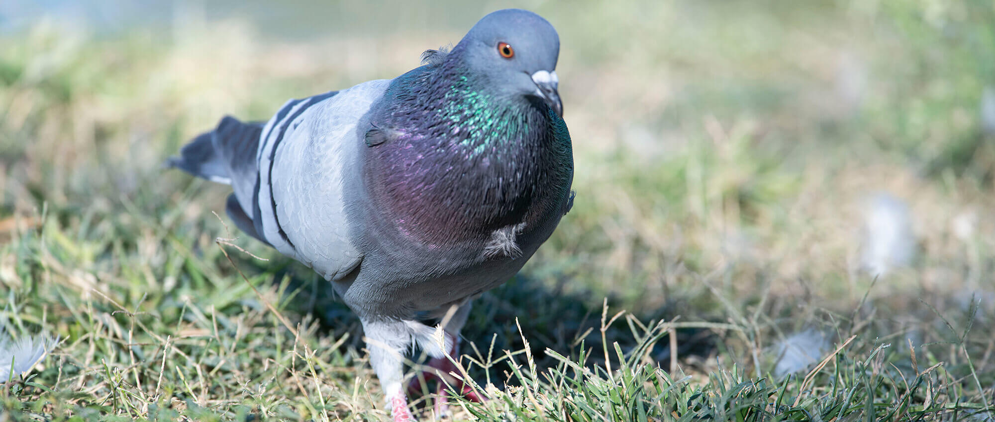 Rock dove, Paloma Doméstica