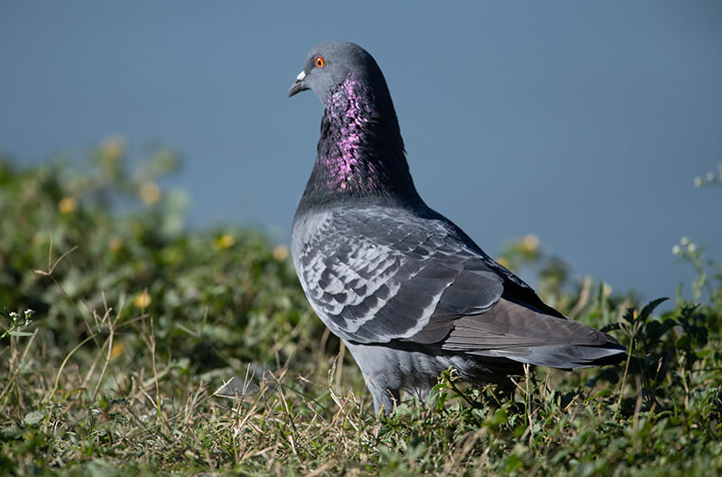 Rock Dove, Columba Livia, Paloma Domestica