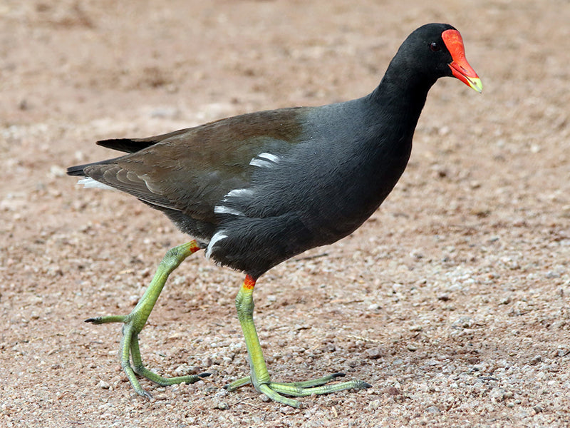 Common gallinule, Gallinule galeata, Polla Gris