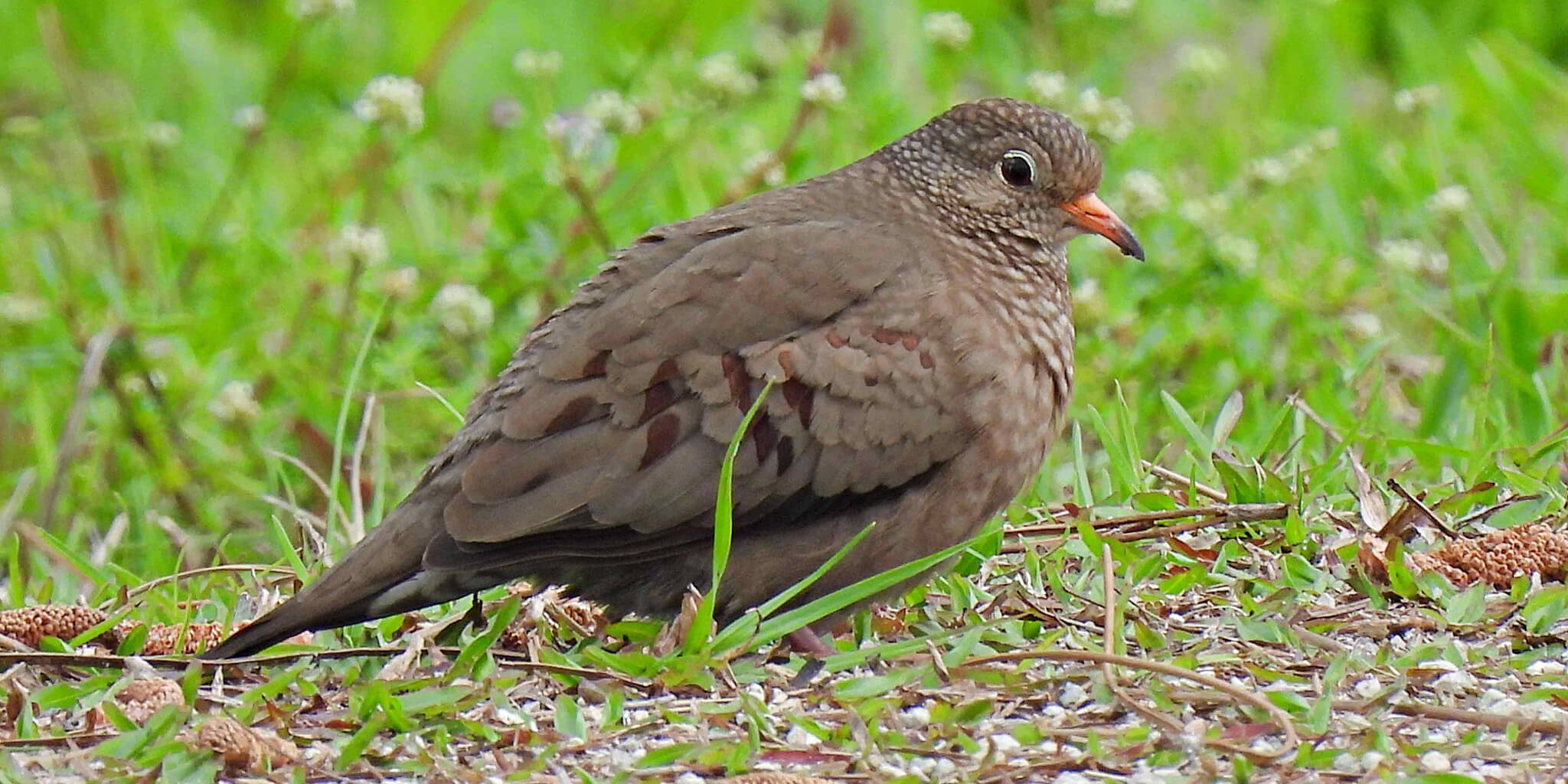 Common Ground-dove, Columbina passerina, Tortolita Pechiescamada