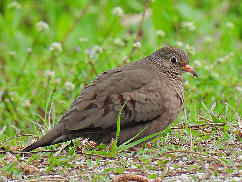 Common Ground-dove, Columbina passerina, Tortolita Pechiescamada