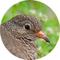 Common Ground-dove, Columbina passerina, Tortolita Pechiescamada