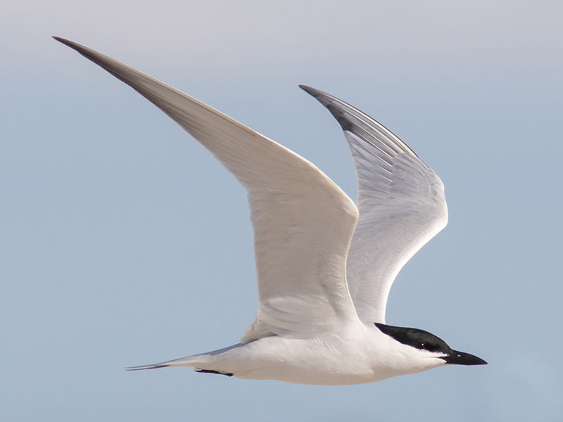 Common Gull-billed Tern, Gelochelidon nilotica, Gaviotín Blanco