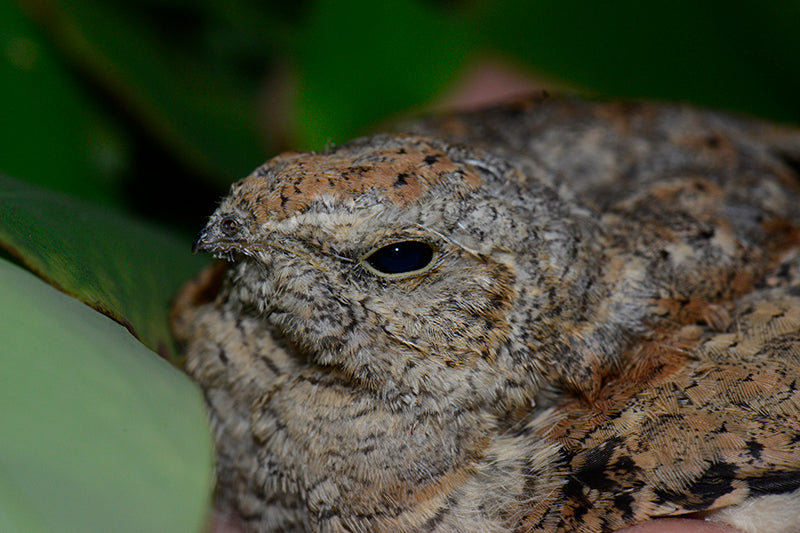 Common Nighthawk, Chotacabras Norteño, Cordeles minor