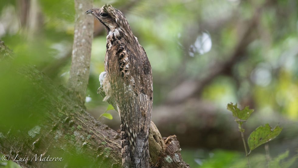 Common Potoo – Birds of Colombia