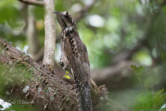 Common Potoo – Birds of Colombia