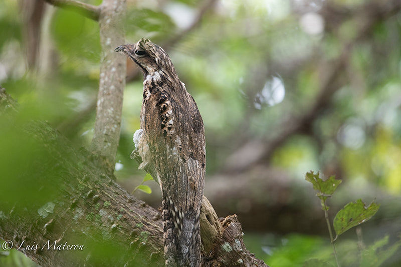 Common Potoo