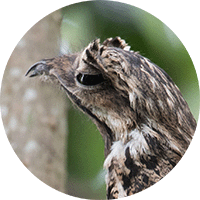 Common Potoo, Biemparado Común, Nyctibius griseus