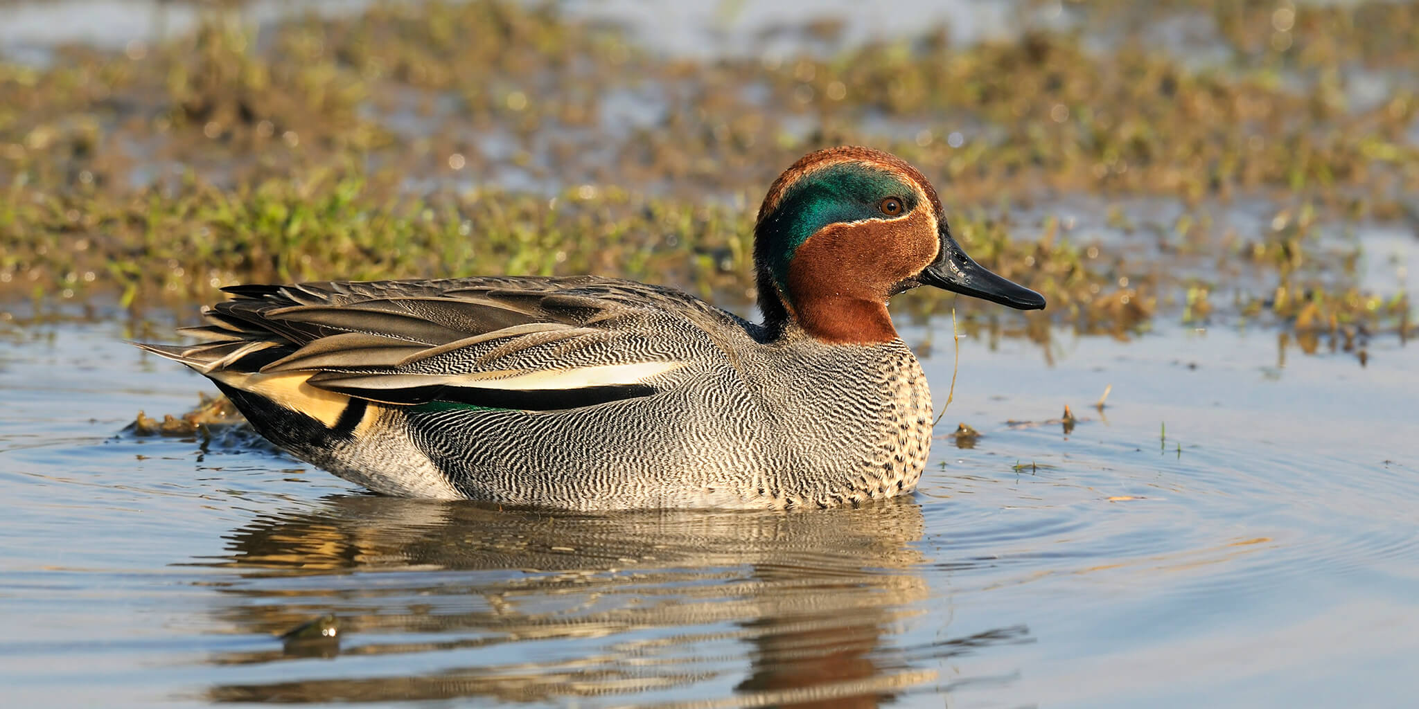 common teal, pato slivered