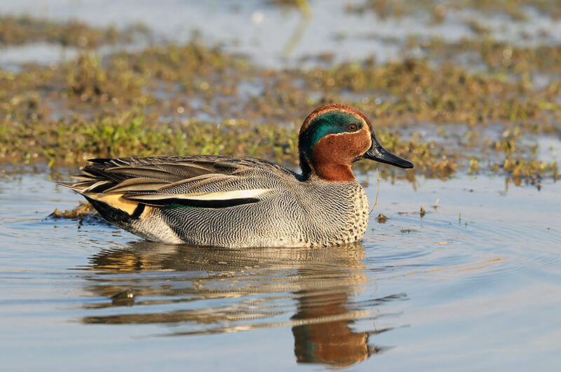 common teal, pato slivered