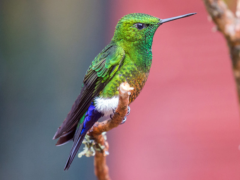 Coppery-bellied Puffleg, Eriocnemis cupreoventris, Calzoncitos Cobrizo