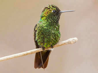 Colibríes – Birds of Colombia