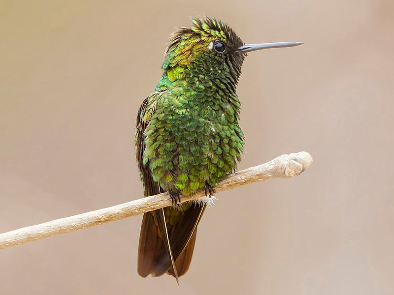 Coppery Emerald, Chlorostilbon russatus, Esmeralda Cobriza