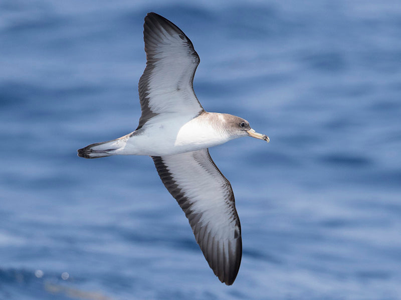 Cory’s Shearwater, Calonectris borealis, Pardela Cenicienta