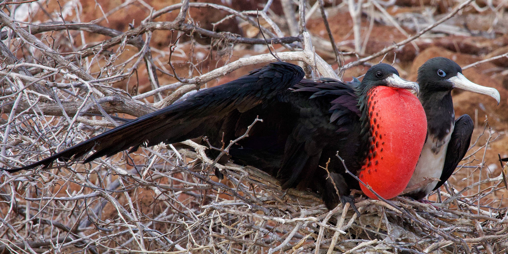 courtship displays of birds, muestras de cortejo de las aves