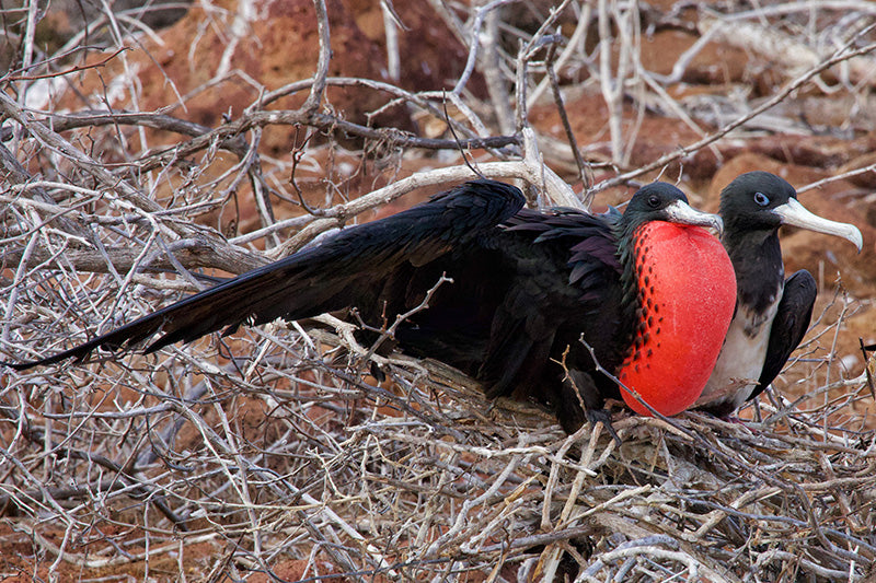 courtship displays of birds