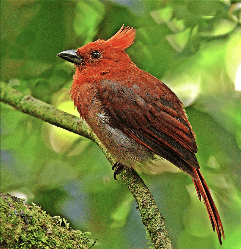 Crested Ant Tanager