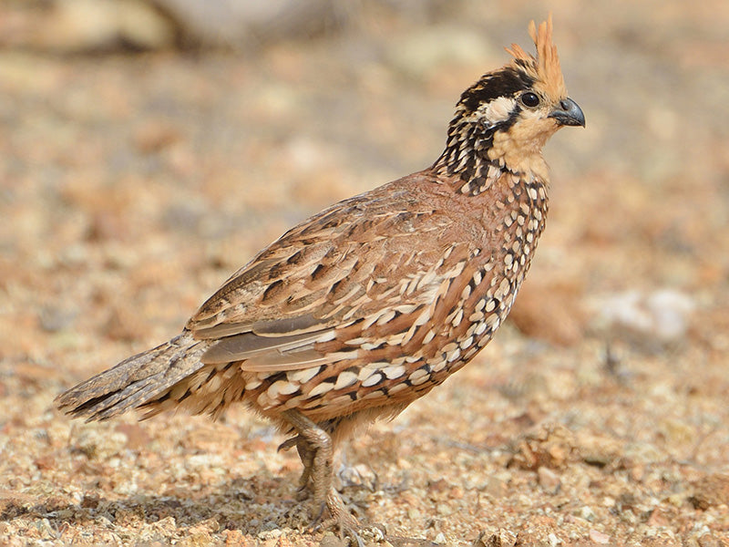 Crested Bobwhite, Colinus cristatus, Perdiz Chilindra