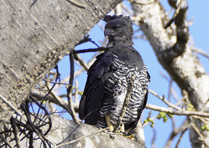 Crested Eagle- Morphus guianensis, Aguila Moñuda