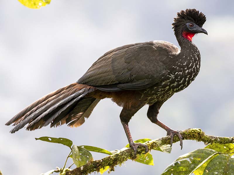 Crested guan, Penelope purpurascens, Pava Moñuda