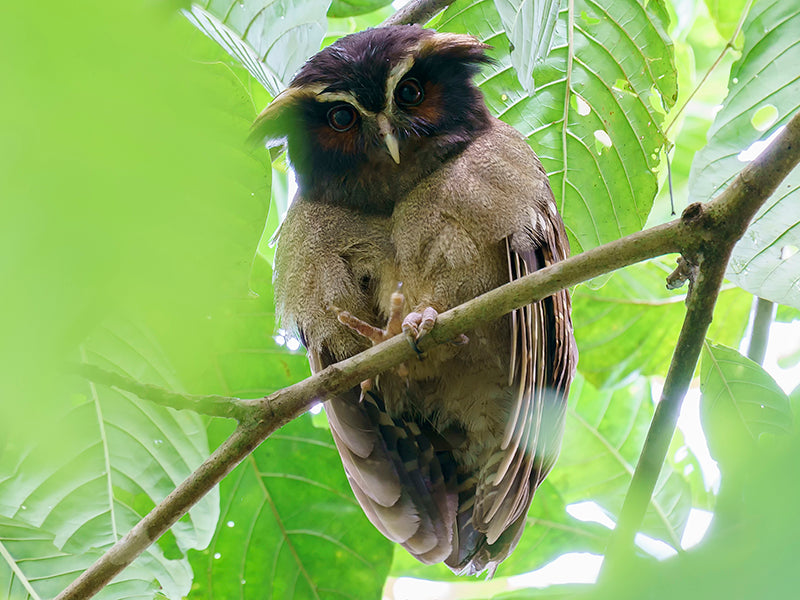 Crested Owl, Lophostrix cristata, Búho Crestado