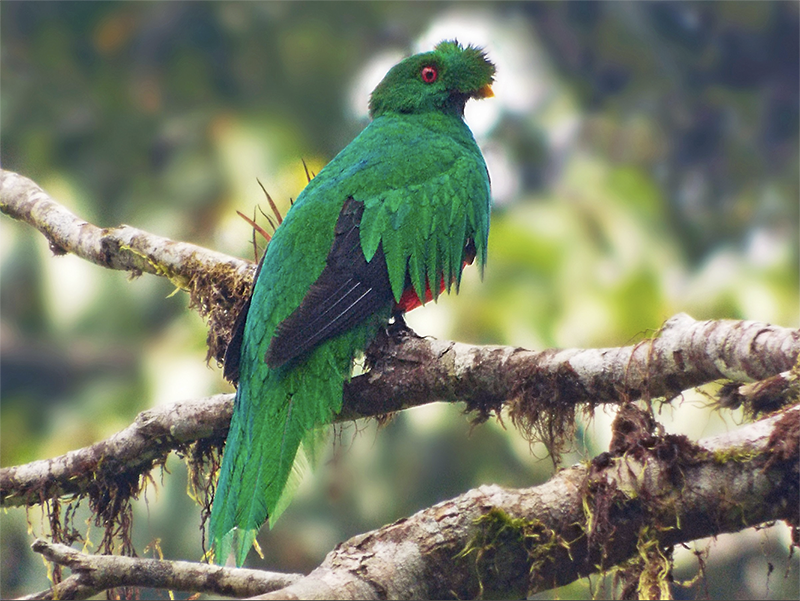 Crested Quetzal, Pharomachrus antisianus, Quetzal Crestado