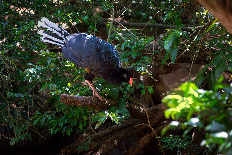Crestless curassow, Mitu tomentosum, Paujil Culicastaño
