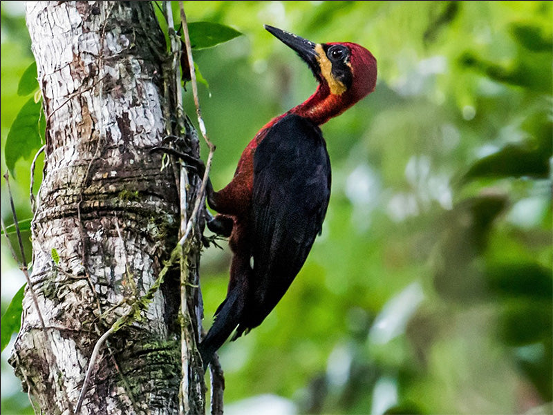 Crimson-bellied Woodpecker, Campephilus haematogaster, Carpintero Selvático