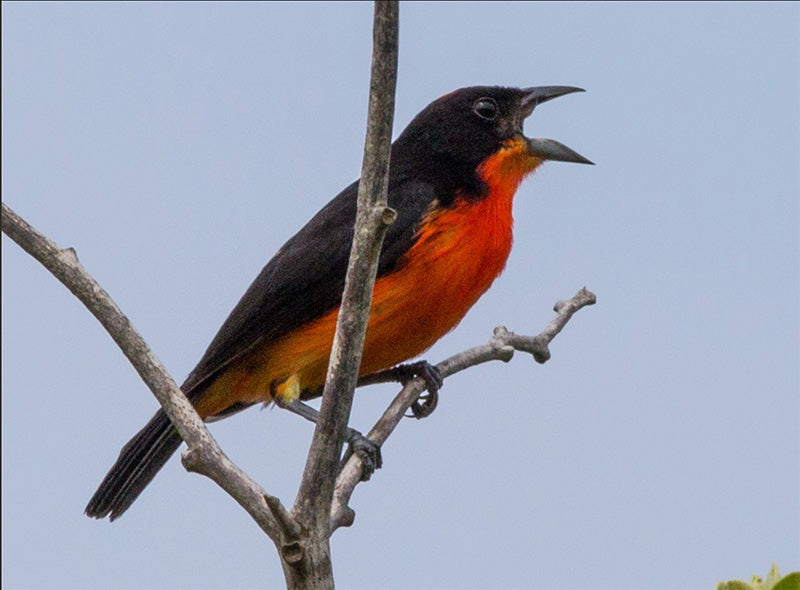 Crimson-breasted Finch, Rhodospingus cruentus, Pinzón Carmesí