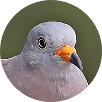 Croaking Ground-dove, Tortolita Peruana, Columbina cruziana