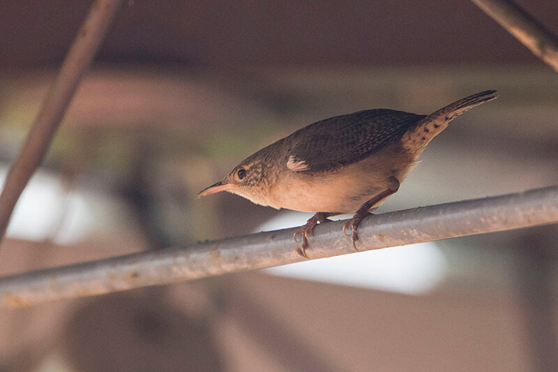 wrens, passeriforme, troglodytidae