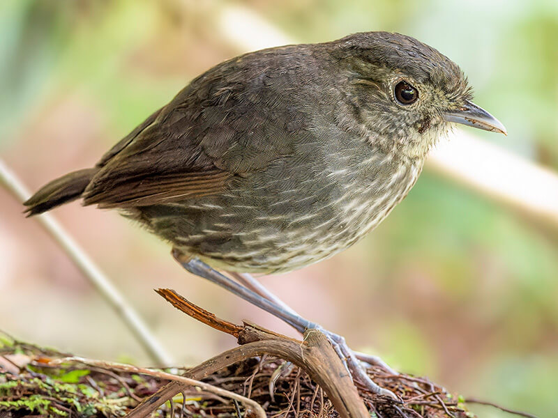 Cundinamarca Antpitta, Grallaria kaestneriTororoi de Cundinamarca