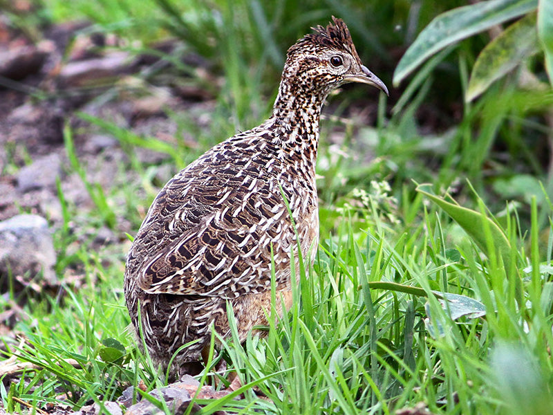 Tinamous – Birds of Colombia