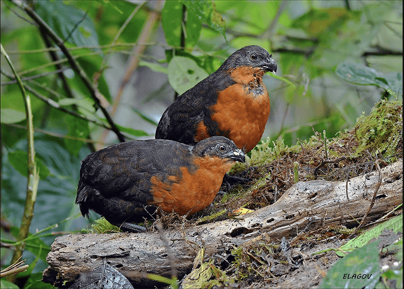 Dark-backed Wood-quail, Perdiz de Nariño, Odontophorus melanonotus