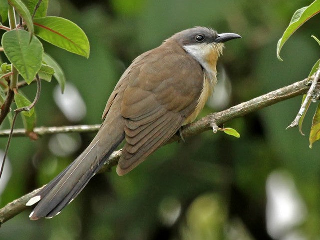 Dark-billed Cuckoo, Coccyzus melacoryphus, Cuco Piquioscuro