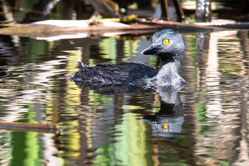 Least Grebe, Zambullidor Chico, Tachybaptus dominicus