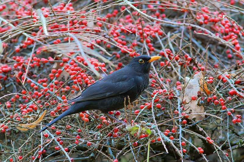 Varied diet of birds, Dieta variada de las aves