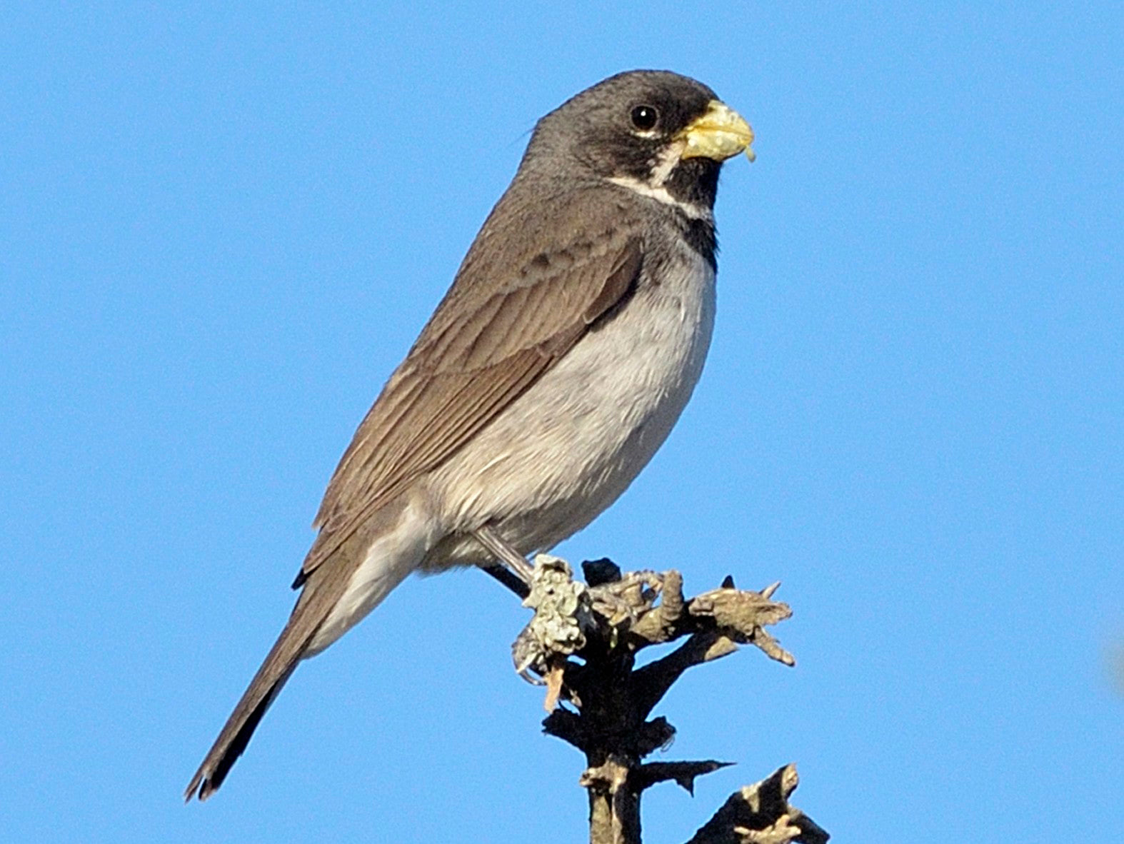 double collared seedeater, Sporophila caerulescens, Espiguero Collarejo