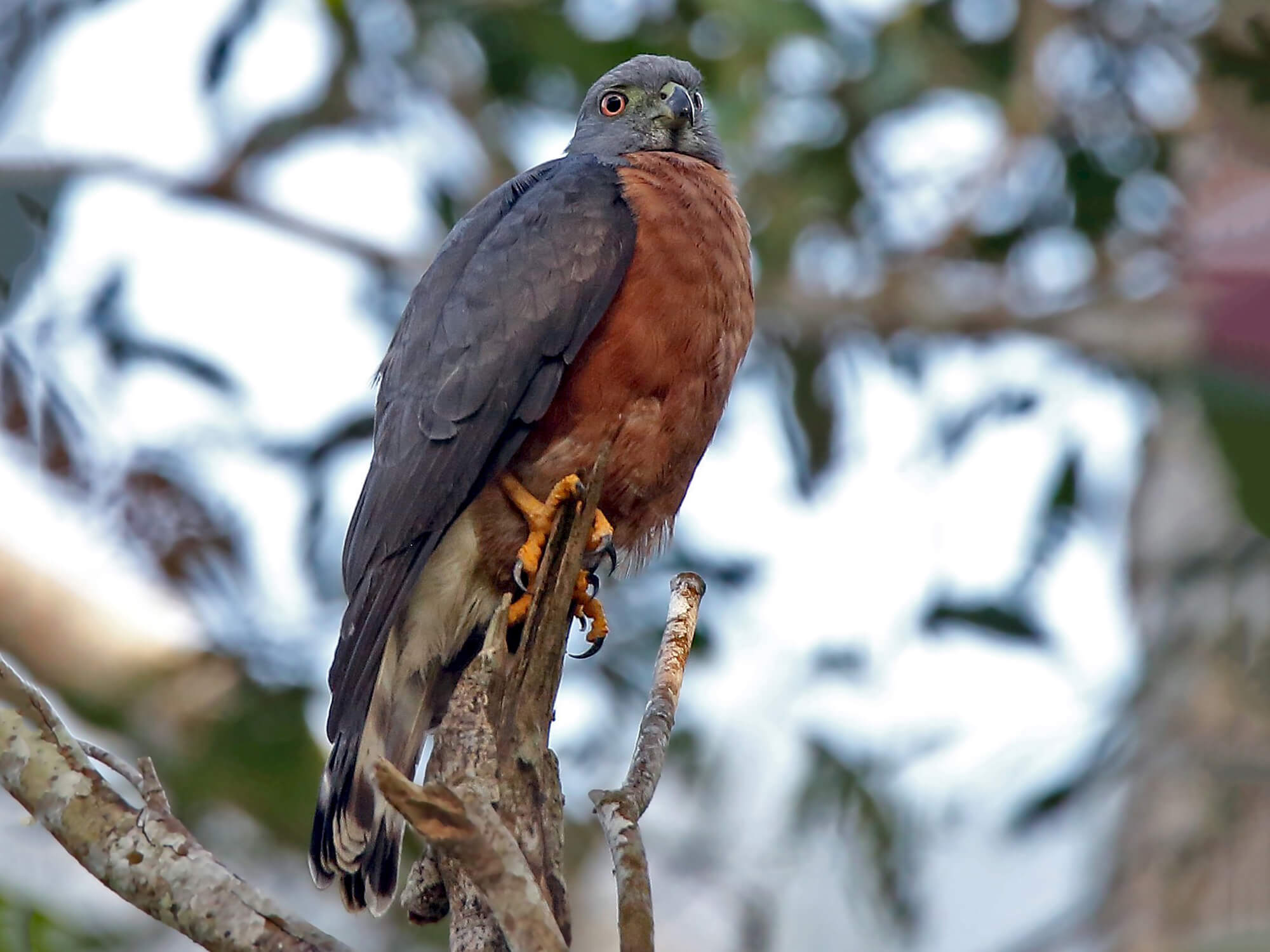 Double-toothed Kite, Harpagus bidentatus, Gavilán Lagartero