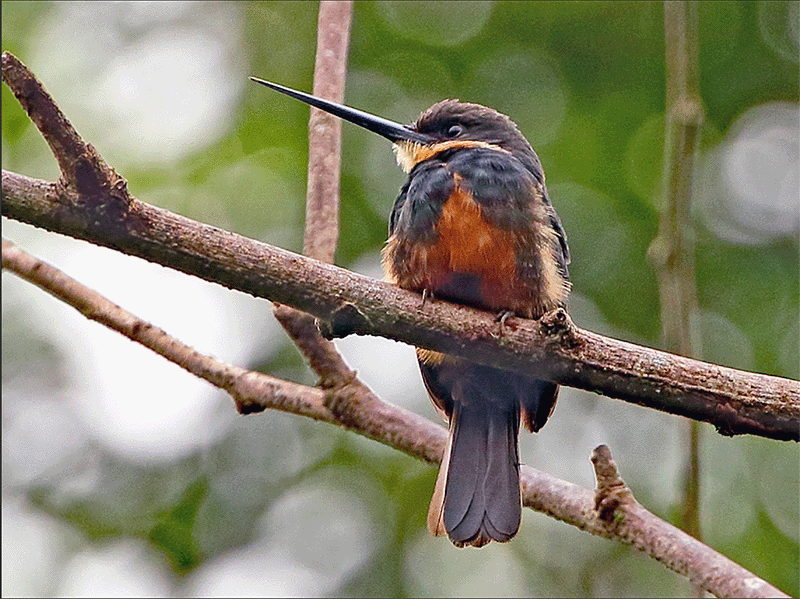 Dusky-backed Jacamar, Brachygalba salmoni, Jacamar de Salmon