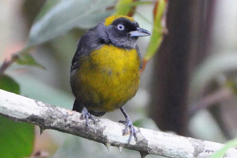 dusky-face tanager, passeriformes mitrospingidae