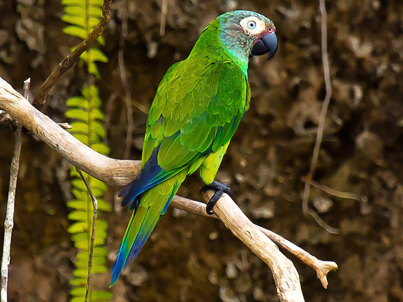 Dusky-headed Parakeet, Aratinga weddelli, Perico Canoso