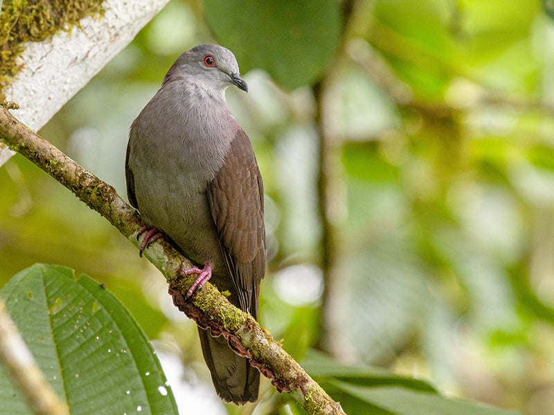 Dusky Pigeon, Patagioenas goodsoni, Spanish Name: Paloma Alirrufa