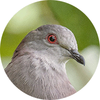 Patagioenas goodsoni, Dusky Pigeon, Paloma alirrufa