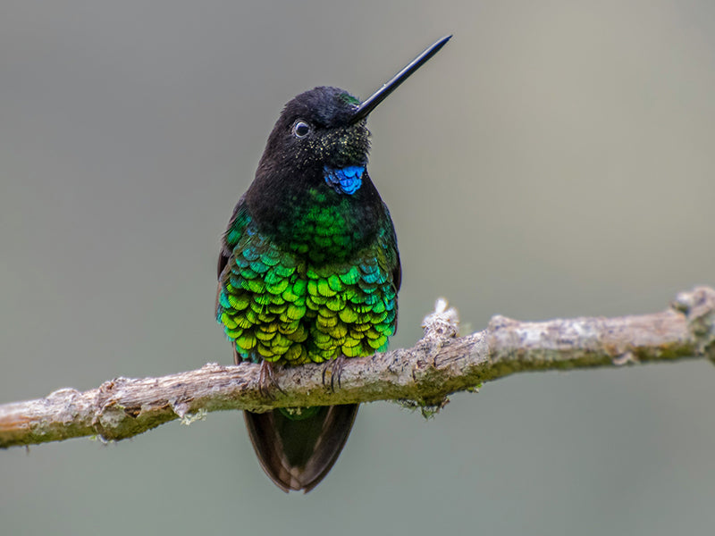 Dusky Starfrontlet, Trochilidae, Coeligena orina, Inca Oscuro