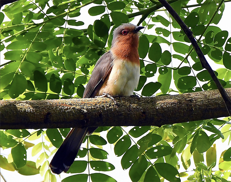 Dwarf Cuckoo, Coccycua pumila, Cuco Enano