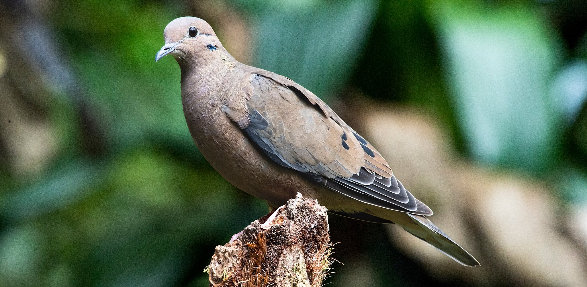 Eared Dove, Zenaida auriculata, Torcaza Naguiblanca